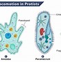 Hệ Vi Sinh Vật Dạ Cỏ Là Gì